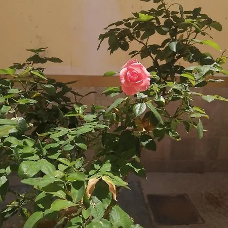 Vendégház Baglio Delle Rondini Bagheria