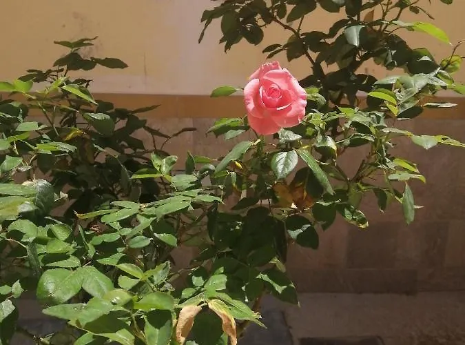 Гостевой дом Baglio Delle Rondini Багерия